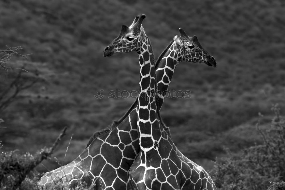 Similar – Foto Bild Portrait einer Giraffe