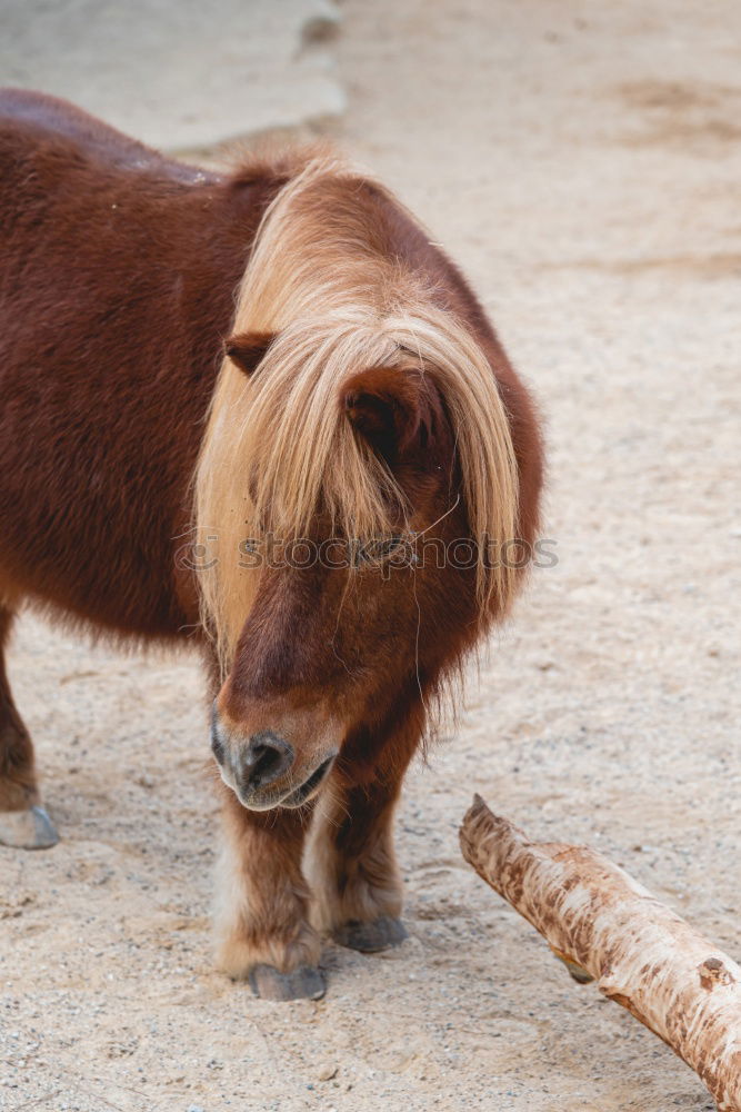 Similar – Image, Stock Photo newborn goat in the hay