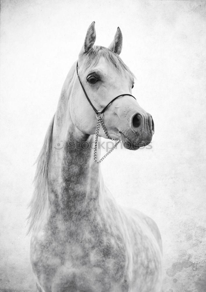 Similar – Portrait of thoroughbred Arabian horse head