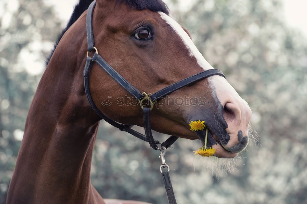 Gymnastics for horse and rider