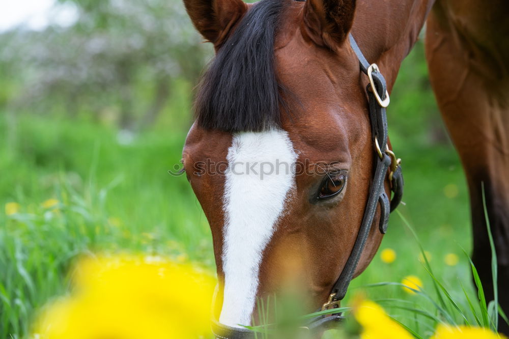 On a summer’s day. Horse