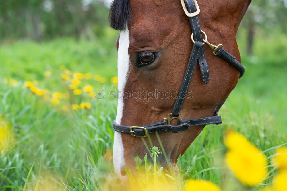 Similar – On a summer’s day. Horse