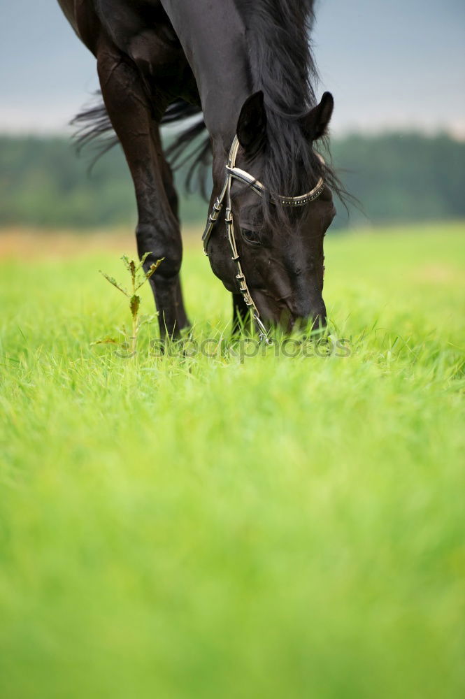 Similar – Image, Stock Photo shy Landscape