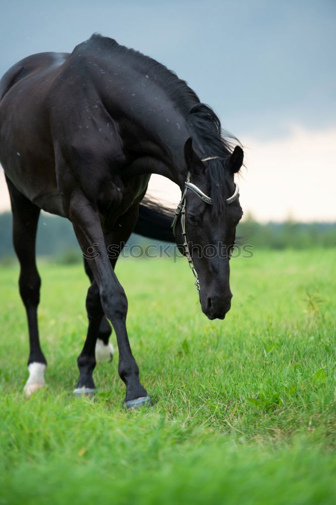 Similar – phoenix 2 Horse Pasture