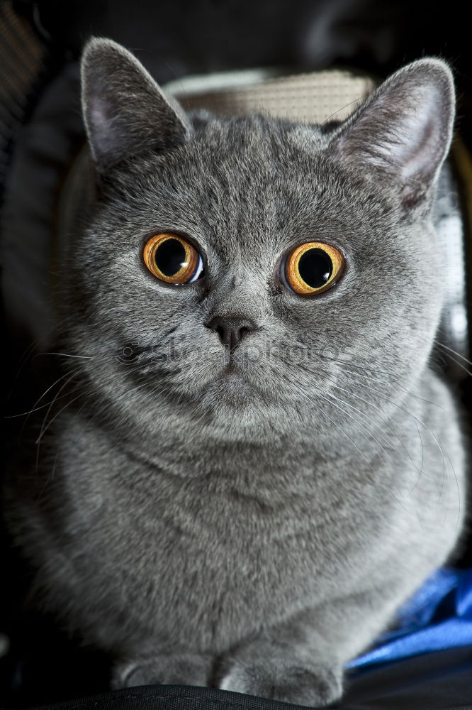 Similar – Cat with serious face sitting on a table. In front of her lies an apple with wobbly. Involuntary vegetarian