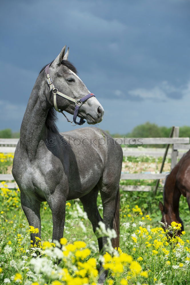 Similar – Image, Stock Photo Haflinger. Horse Pasture