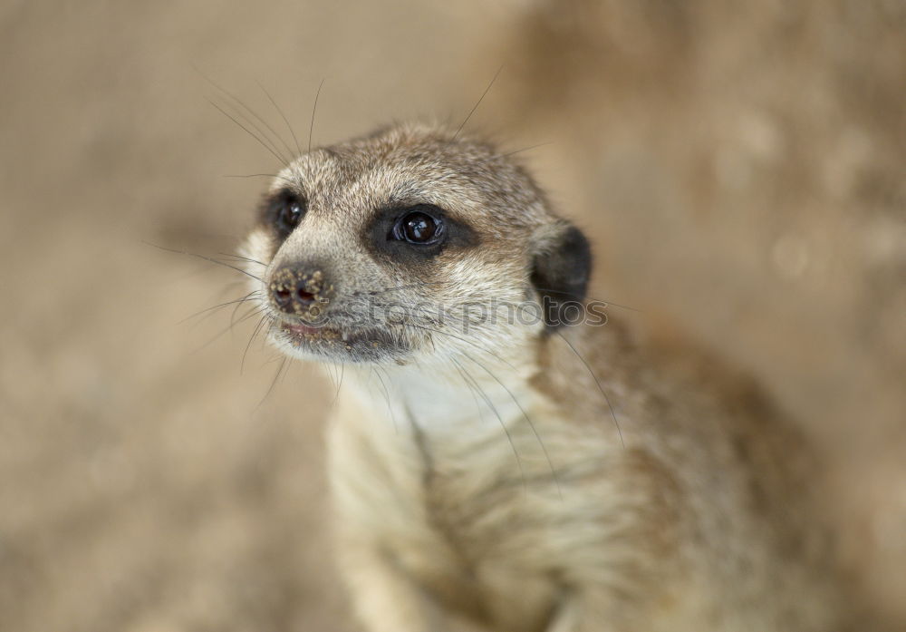 Similar – Image, Stock Photo Sharp eye Nature Animal