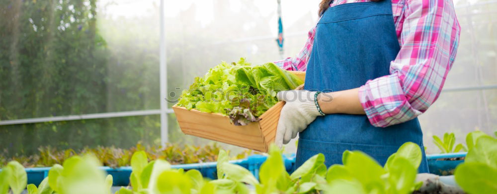 Similar – Kitchen herbs, balcony, person