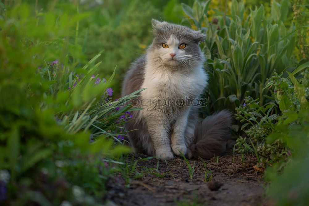 Similar – Image, Stock Photo Encounter with a cat in the grass