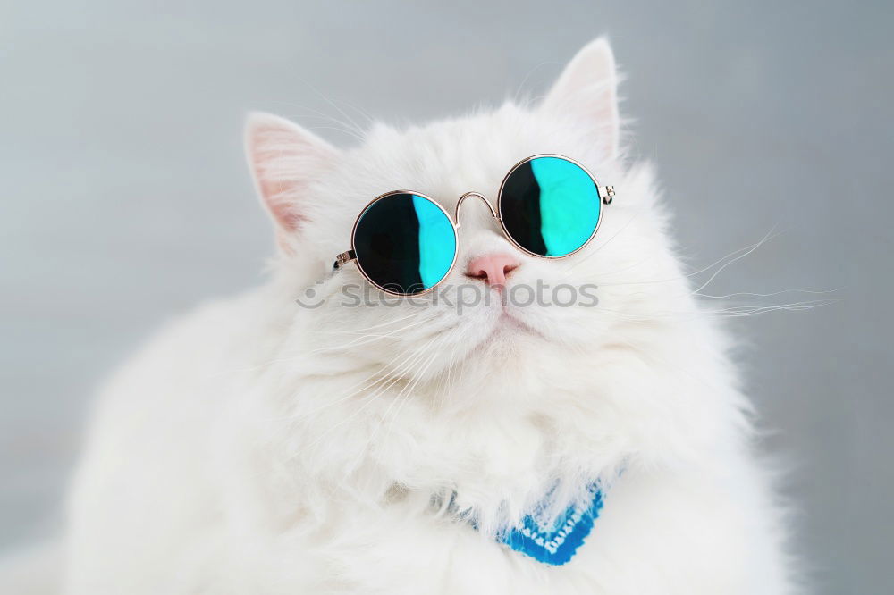 Similar – coole Katze mit Sonnenbrille