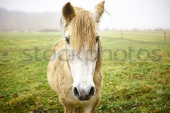 Similar – ass Animal Captured Donkey