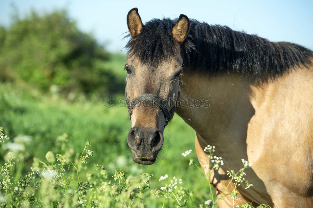 Similar – Celestine Horse Animal