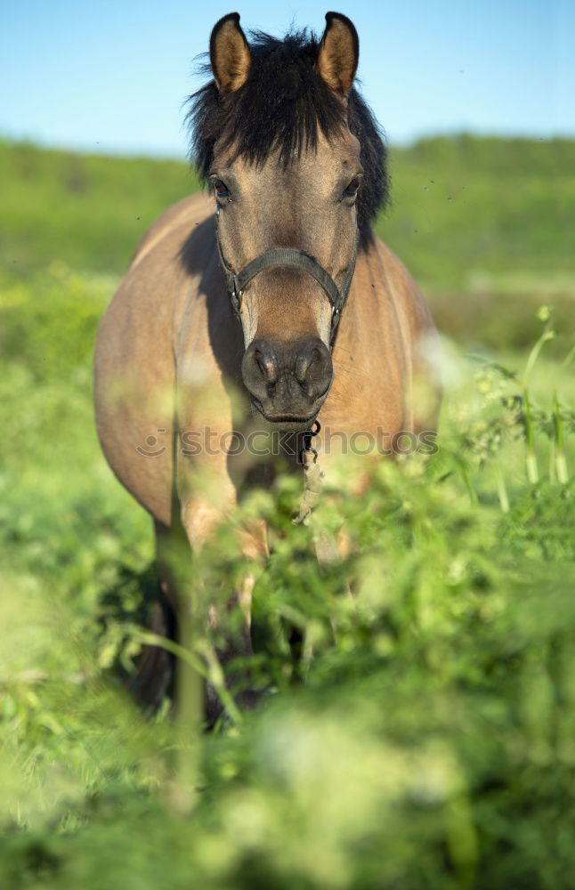 Similar – Image, Stock Photo Baby donkey following mama donkey