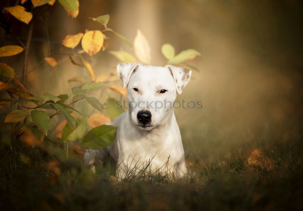 Similar – Image, Stock Photo autumn foliage Joy Animal