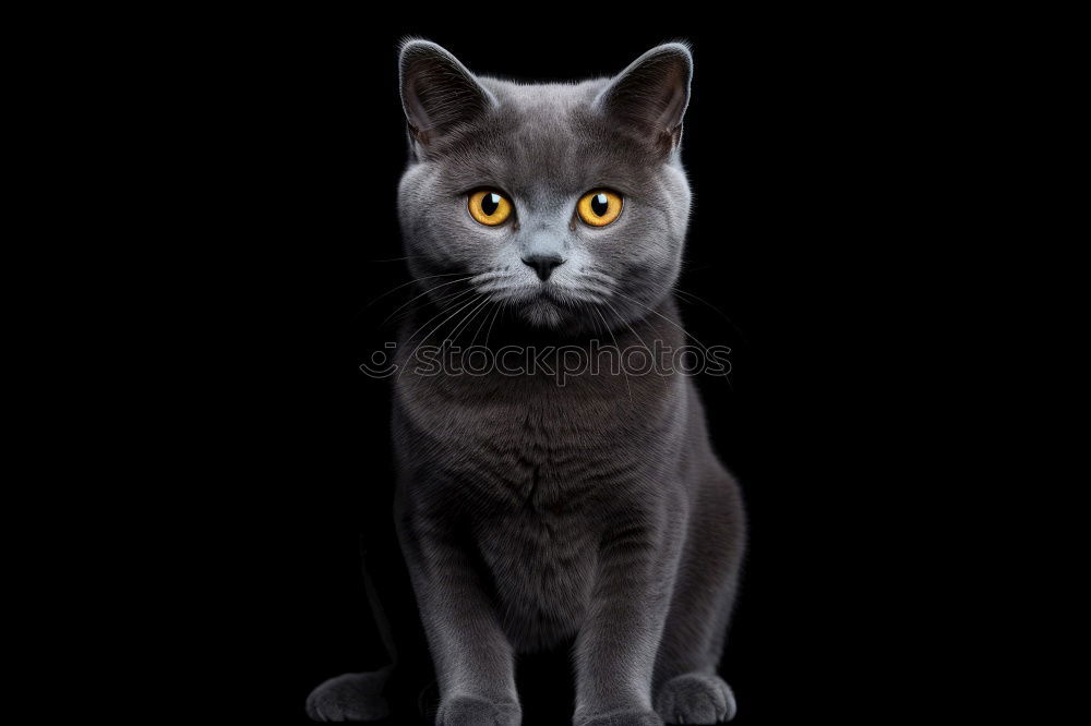 Similar – Image, Stock Photo Cat photo