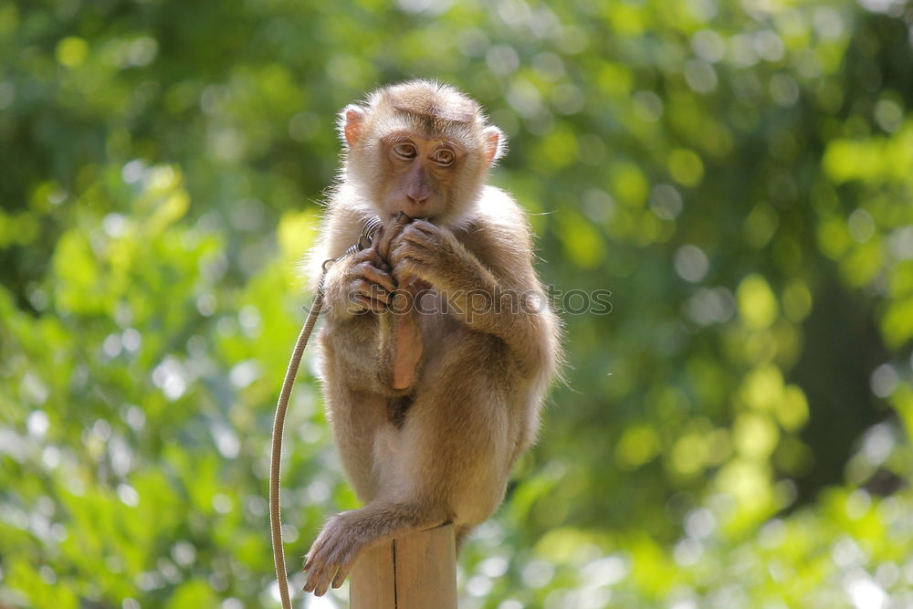 Similar – Image, Stock Photo Curious Monkey Baby Nature