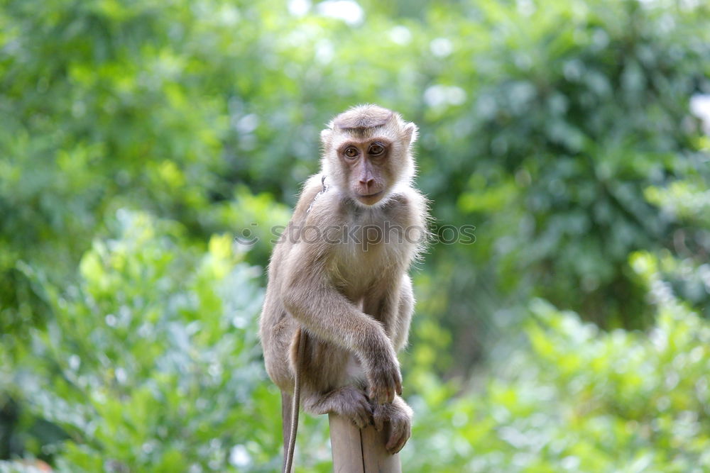 Similar – Three Animal portrait Blur