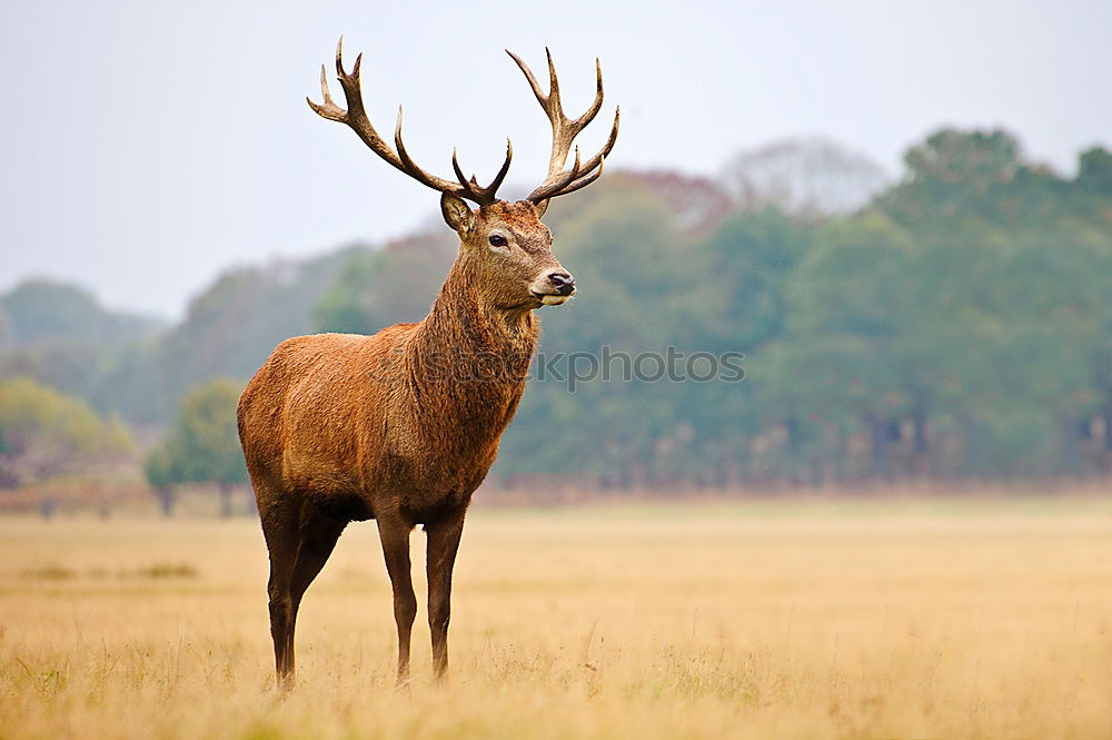 Similar – Image, Stock Photo you KU(h)DU