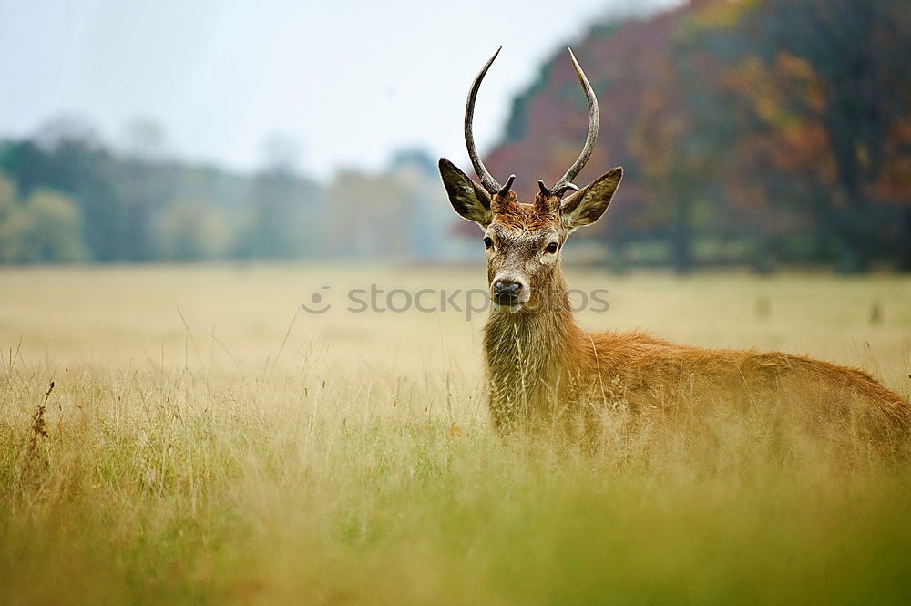 Similar – deer stag in the woods