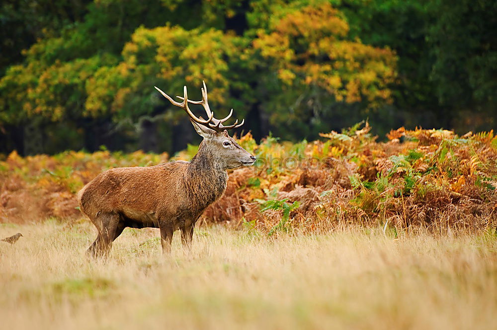 Image, Stock Photo Deer cow in the Highlands of Scotland