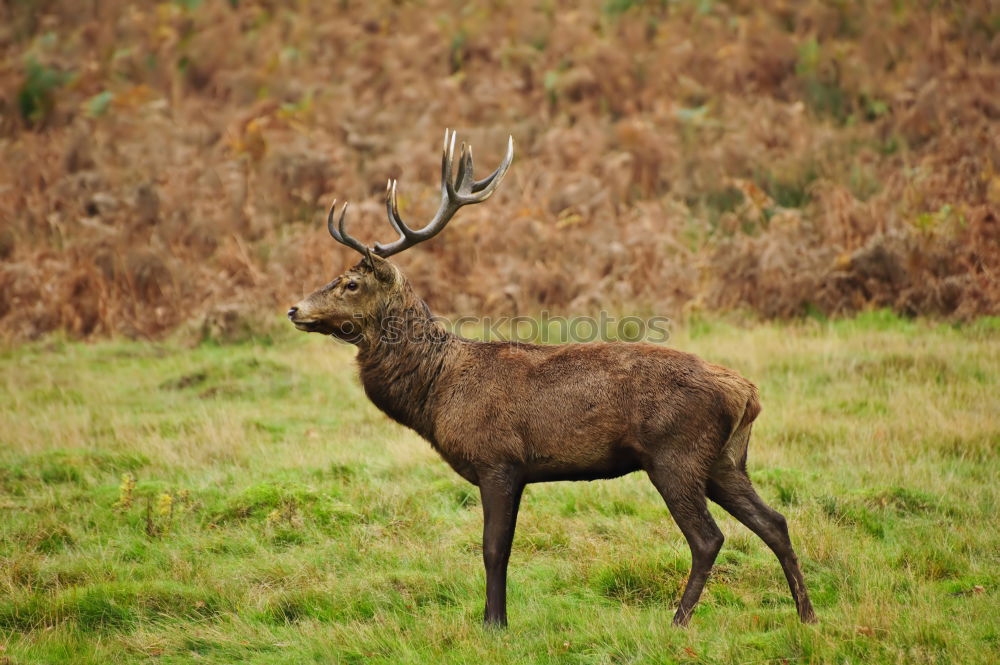 Similar – Image, Stock Photo Deer cow in the Highlands of Scotland