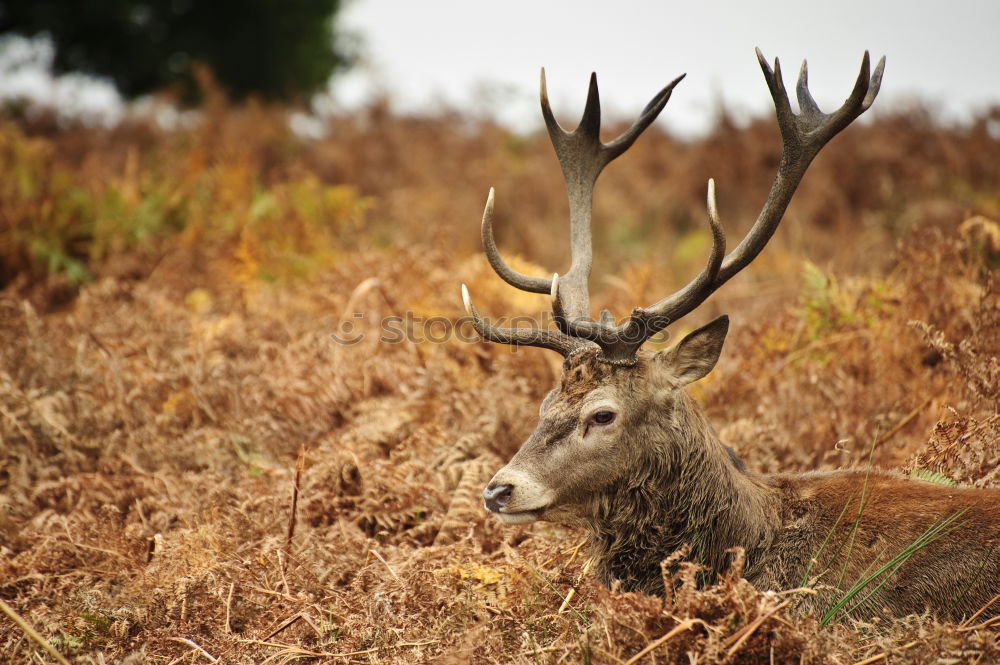 hunter. (on what it means to live in fear.)