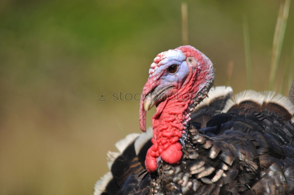 Similar – Bronze turkeys, turkeys, poultry, turkey,