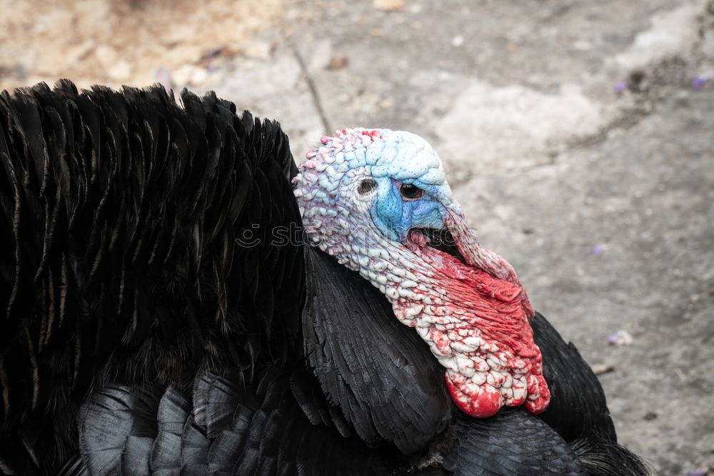 Similar – Bronze turkeys, turkeys, poultry, turkey,