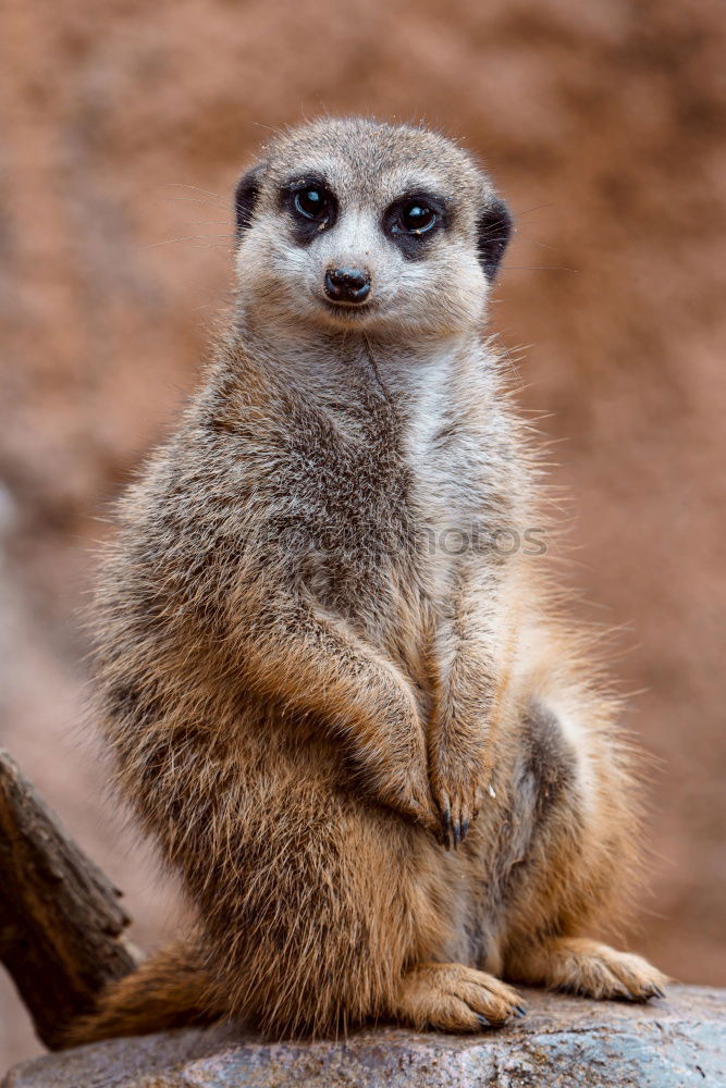 The Gaffer Animal Meerkat