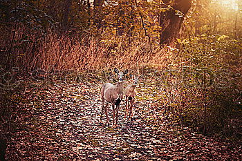 Similar – Image, Stock Photo fallow deer buck in beautiful autumn forest setting