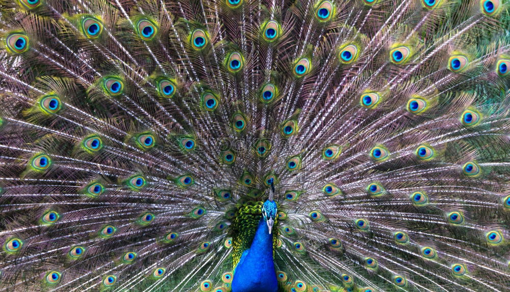 Similar – Peacock beats wheel Nature