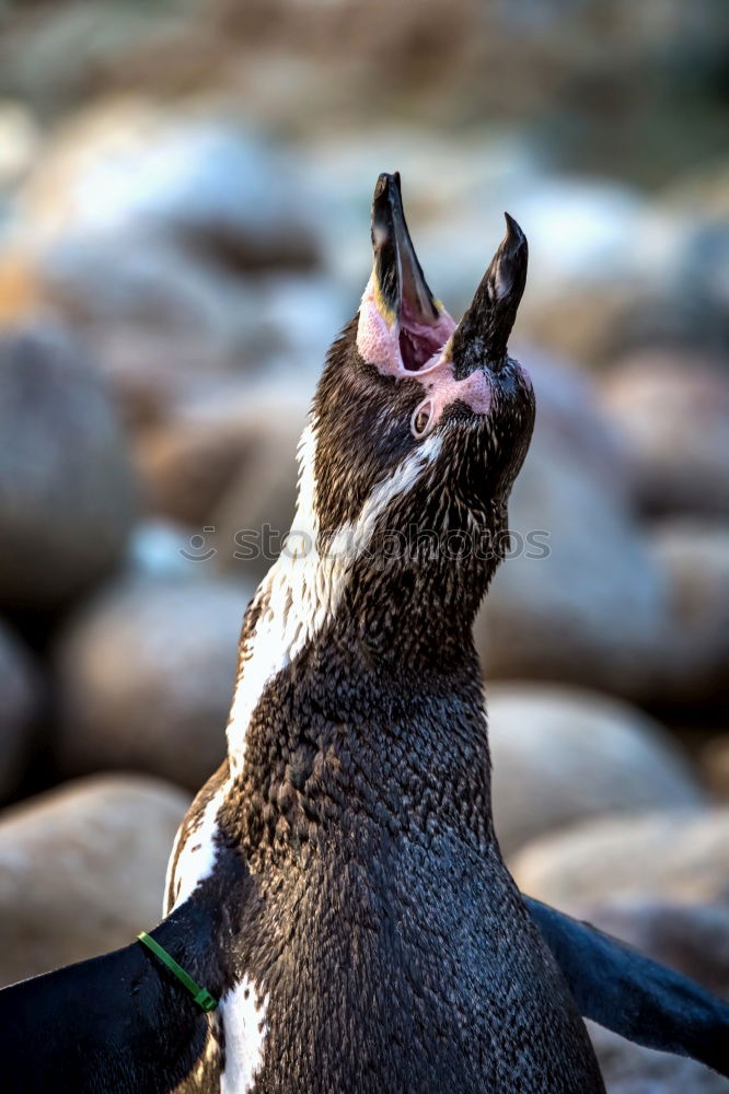 Similar – swimming penguin, humboldt penguin