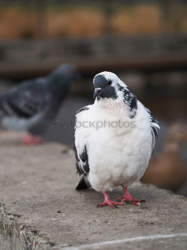 Similar – Gummi Füße Möwe Vogel