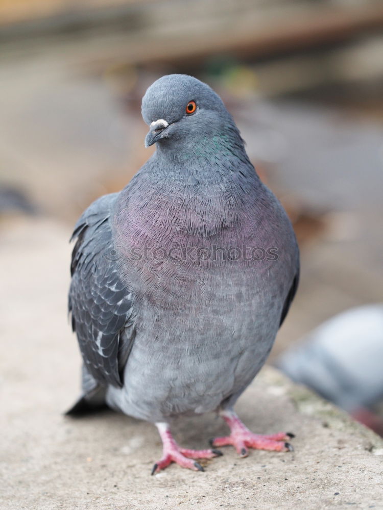 Taube Blau-Weiss Vogel