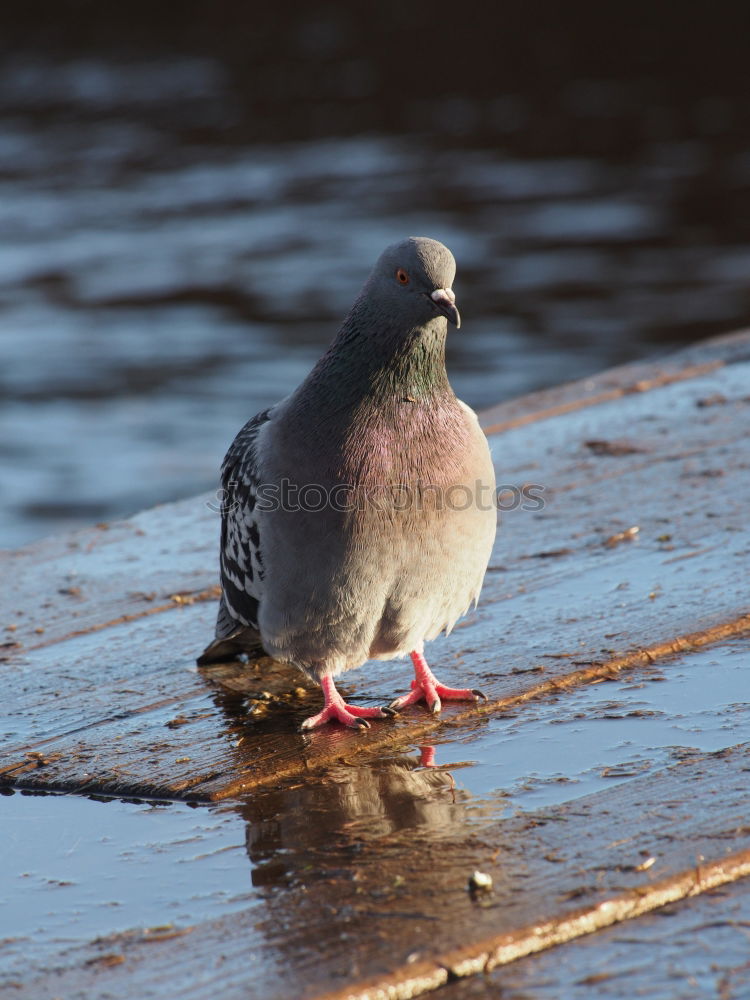 Similar – Image, Stock Photo Pigeon Beautiful Freedom