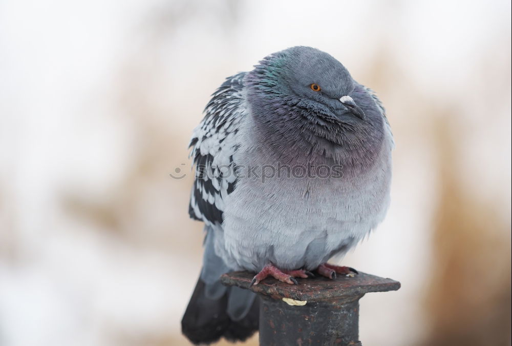 Similar – Taube Blau-Weiss Vogel