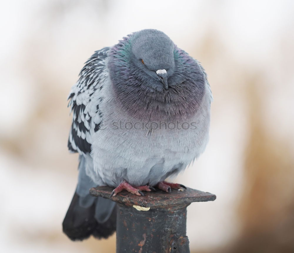 Similar – Image, Stock Photo city bird Animal Bird