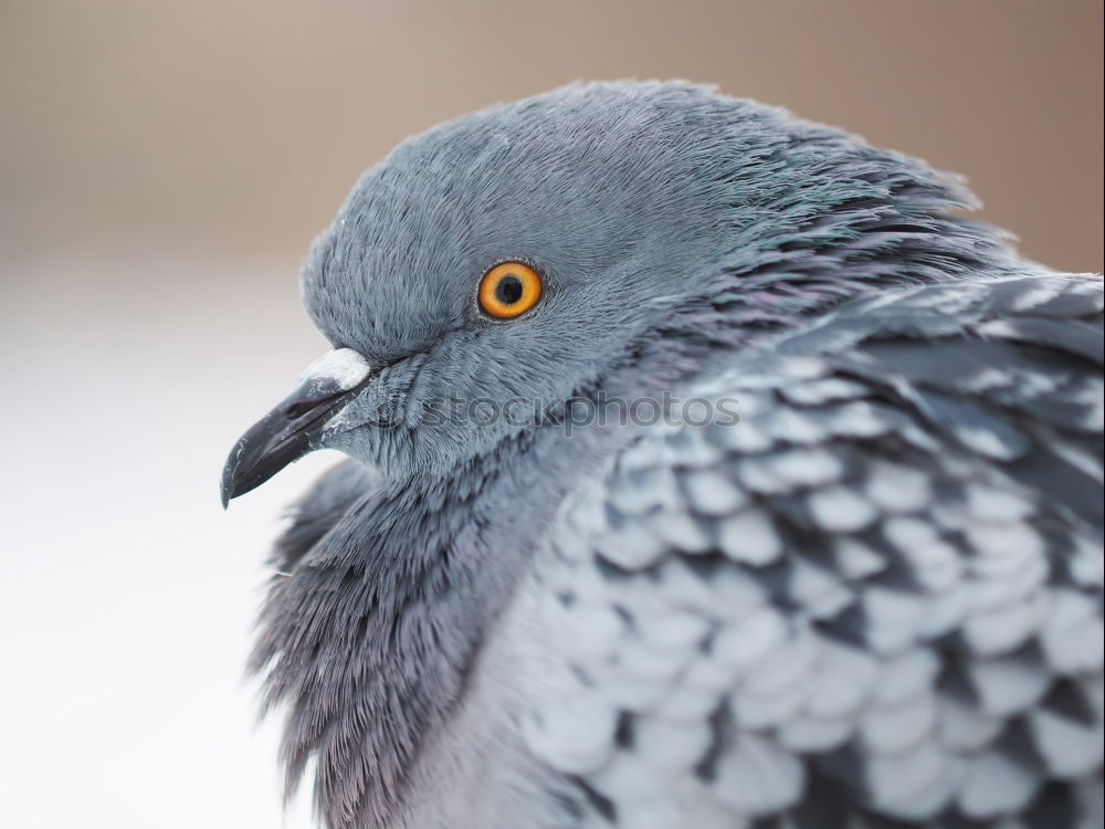 lucky blue Animal Bird