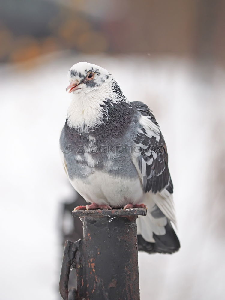 Similar – Juniper Thrush in the snow