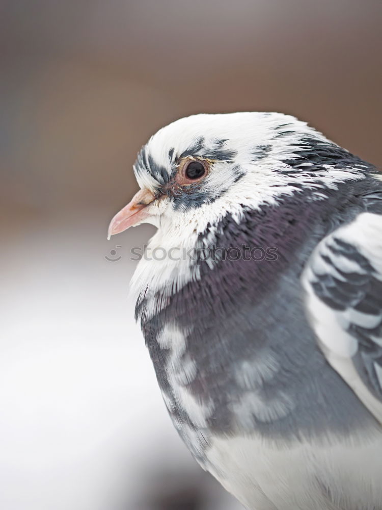 Similar – Juniper Thrush in the snow