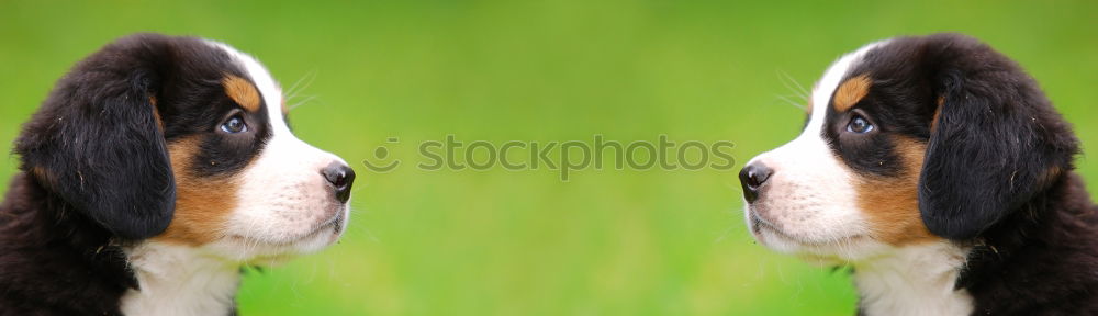 Similar – Image, Stock Photo freckles Cow Cattle Bull