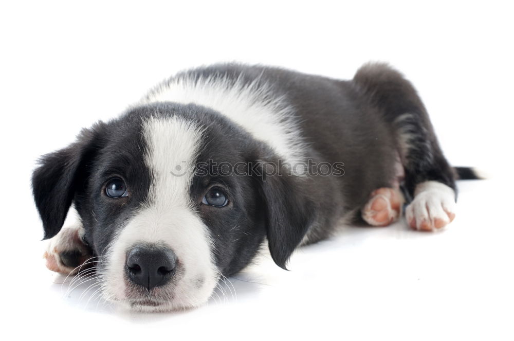 Similar – Image, Stock Photo Young Australian Shepherd puppy