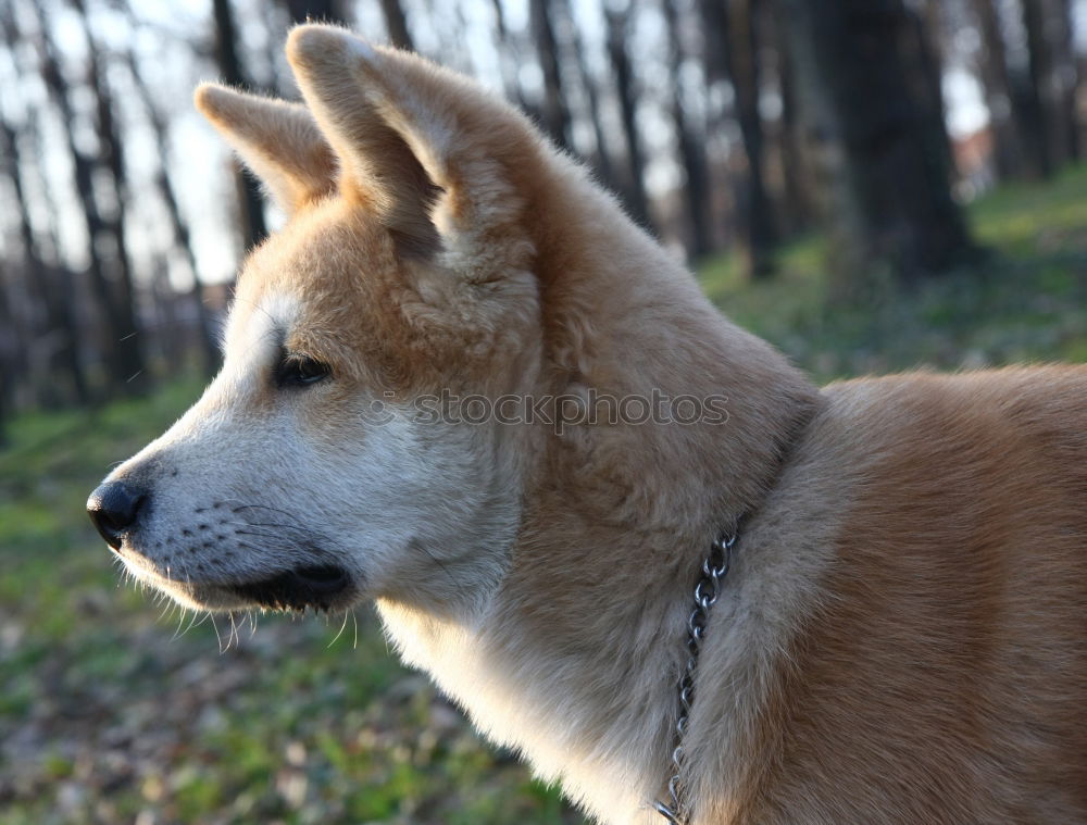 Similar – Image, Stock Photo Dog on seaweed