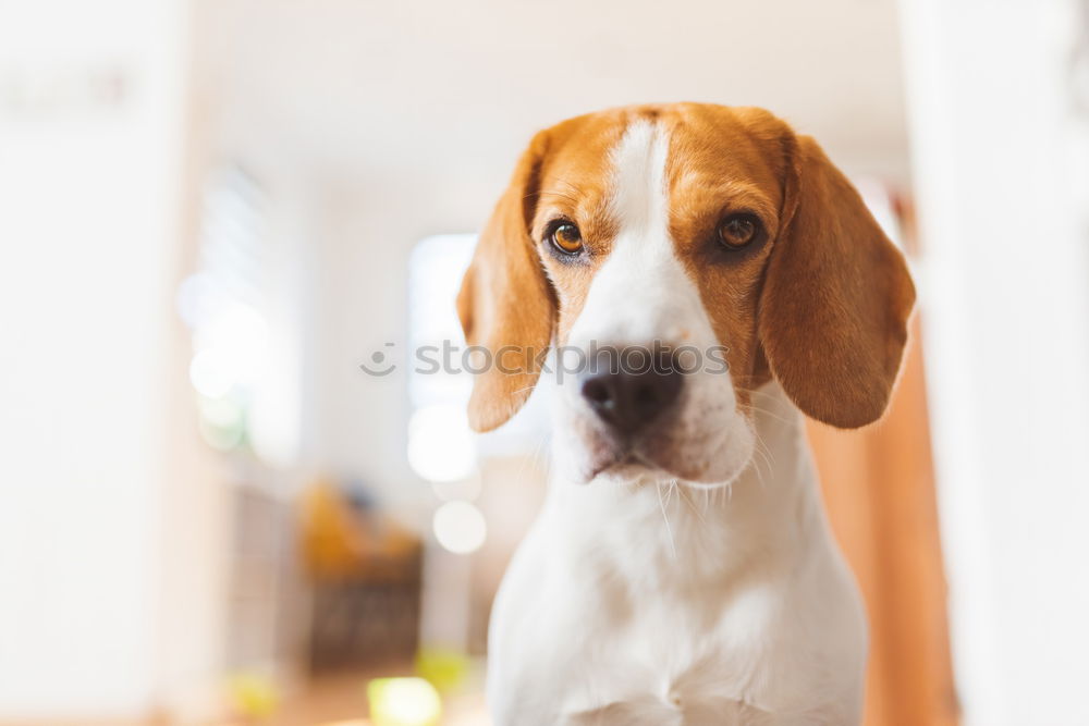 Similar – cute small jack russell dog at home waiting to eat his food in a bowl. Pets indoors