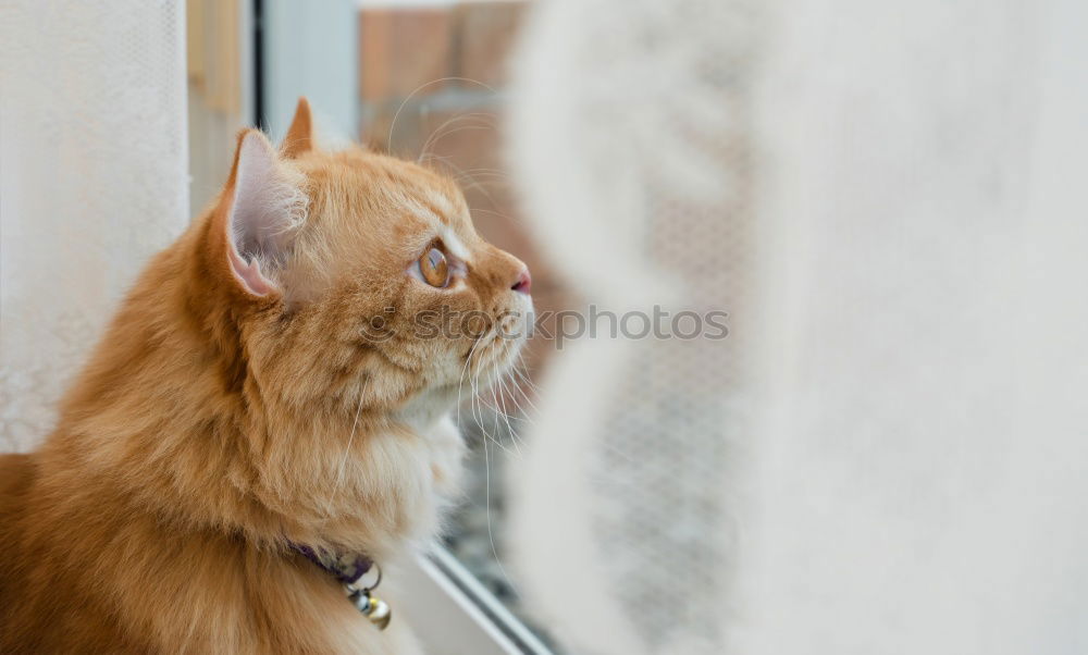 Similar – young cat looks curiously into a pool