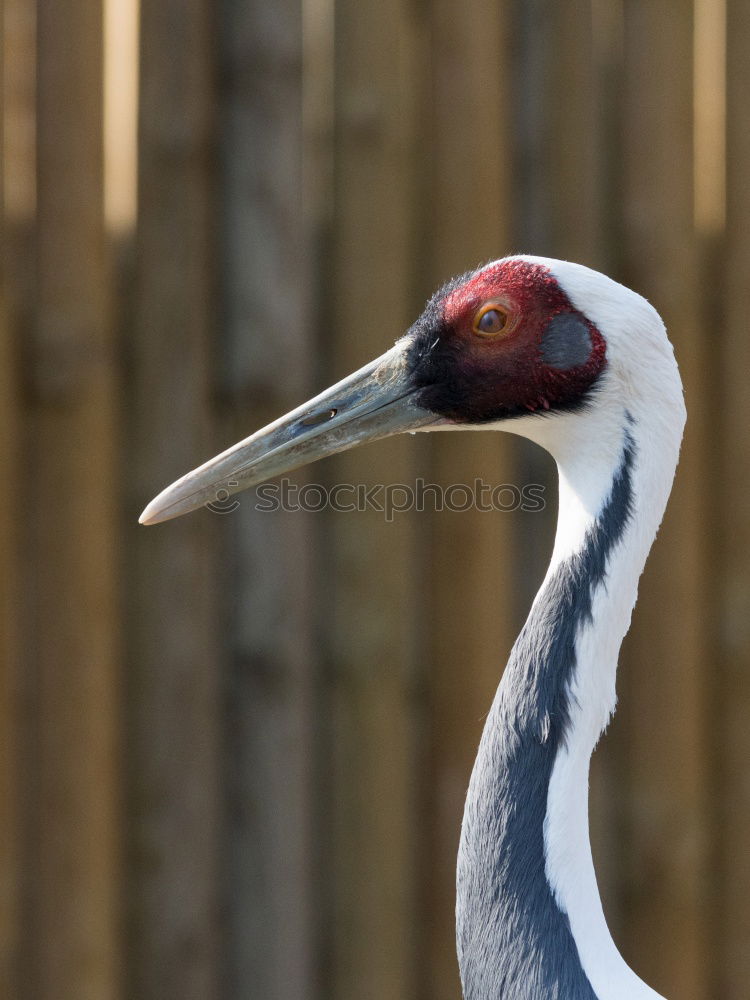 Similar – Schräger Vogel Farbfoto