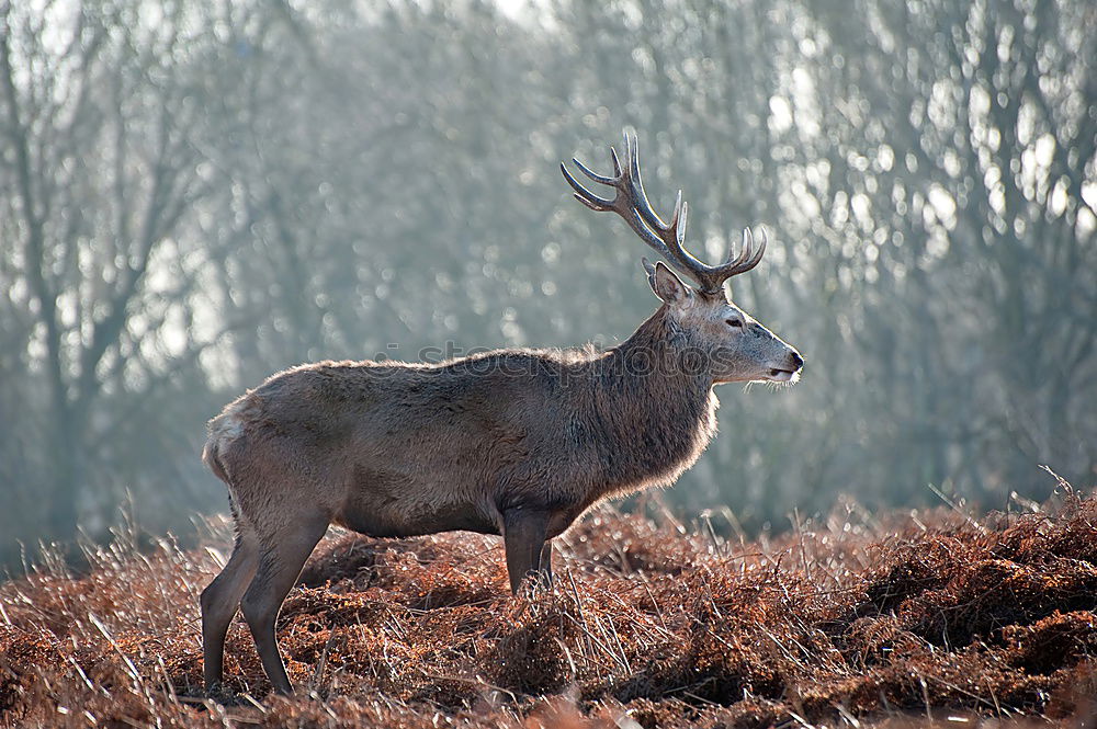 Similar – Stag II Environment Nature