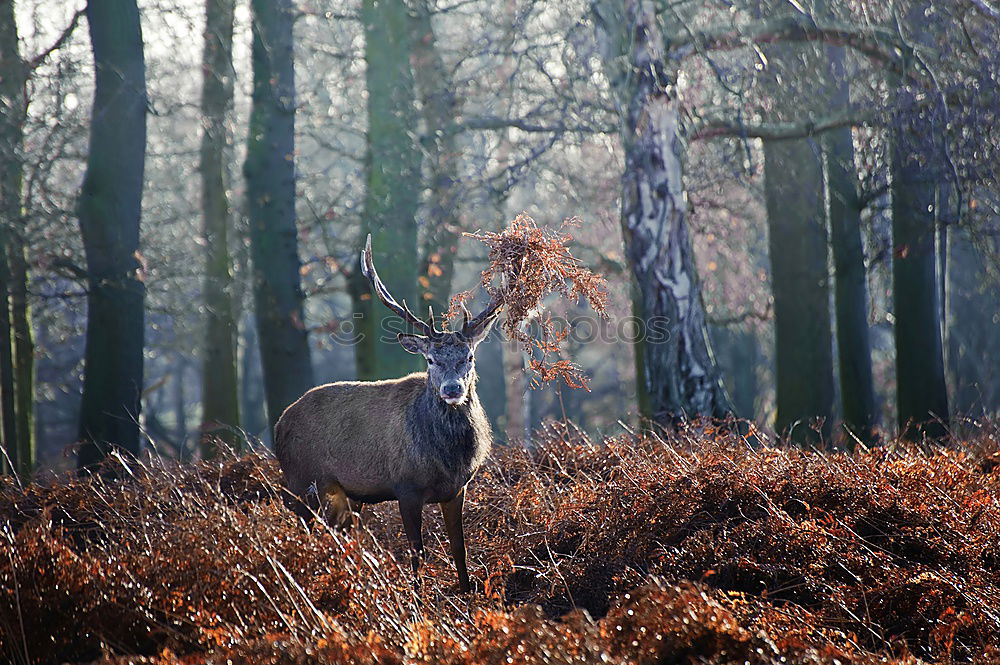 Similar – Jägermeister Winter Baum