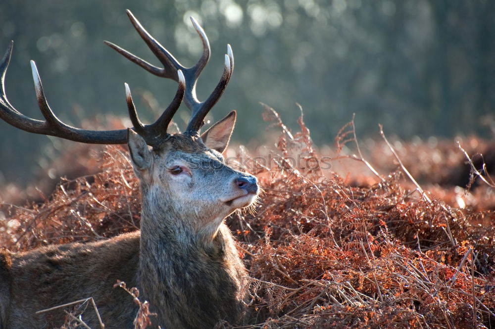 Similar – Image, Stock Photo Stalked the Papa Deer