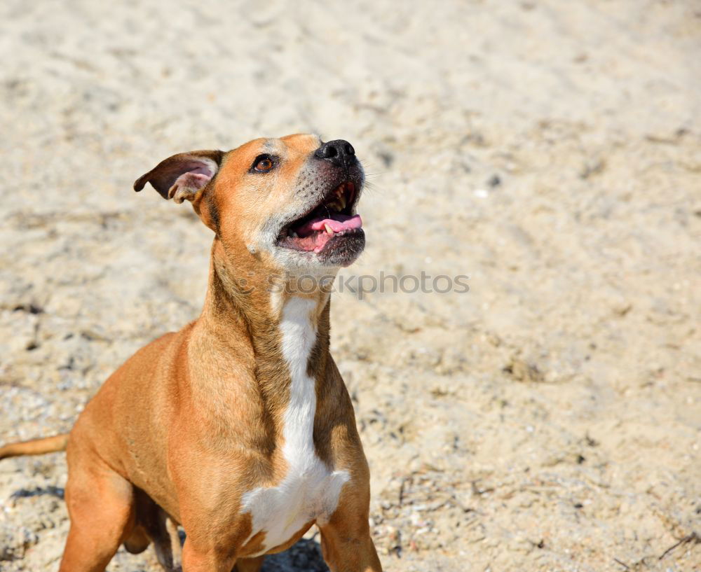 Similar – Image, Stock Photo Boston Terrier on the beach